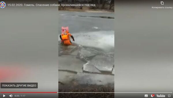 МЧС показало, как вытаскивали провалившуюся под лед собаку - Sputnik Узбекистан