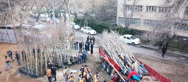 Работа по высадке деревьев в обновляемом парке идёт полным ходом Работа по высадке деревьев в обновляемом парке идёт полным ходом - Sputnik Ўзбекистон