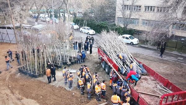 Работа по высадке деревьев в обновляемом парке идёт полным ходом - Sputnik Ўзбекистон