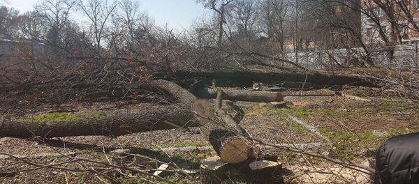 Незаконная вырубка деревьев в Яккасарайскм районе Ташкента - Sputnik Узбекистан