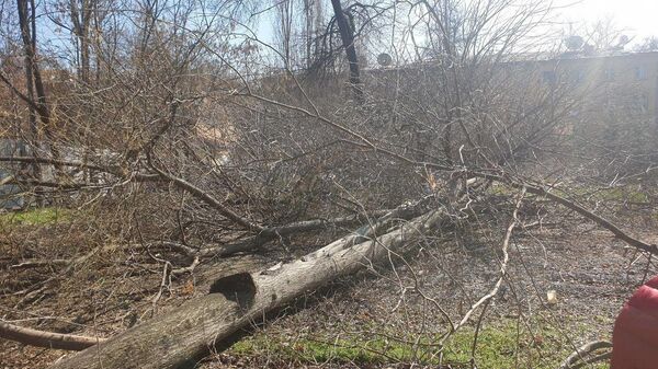 В Ташкенте начали наказывать виновных в незаконной вырубке деревьев В Ташкенте начали наказывать виновных в незаконной вырубке деревьев - Sputnik Узбекистан
