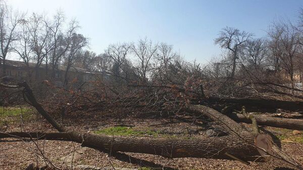 Незаконная вырубка деревьев в Яккасарайскм районе Ташкента - Sputnik Узбекистан