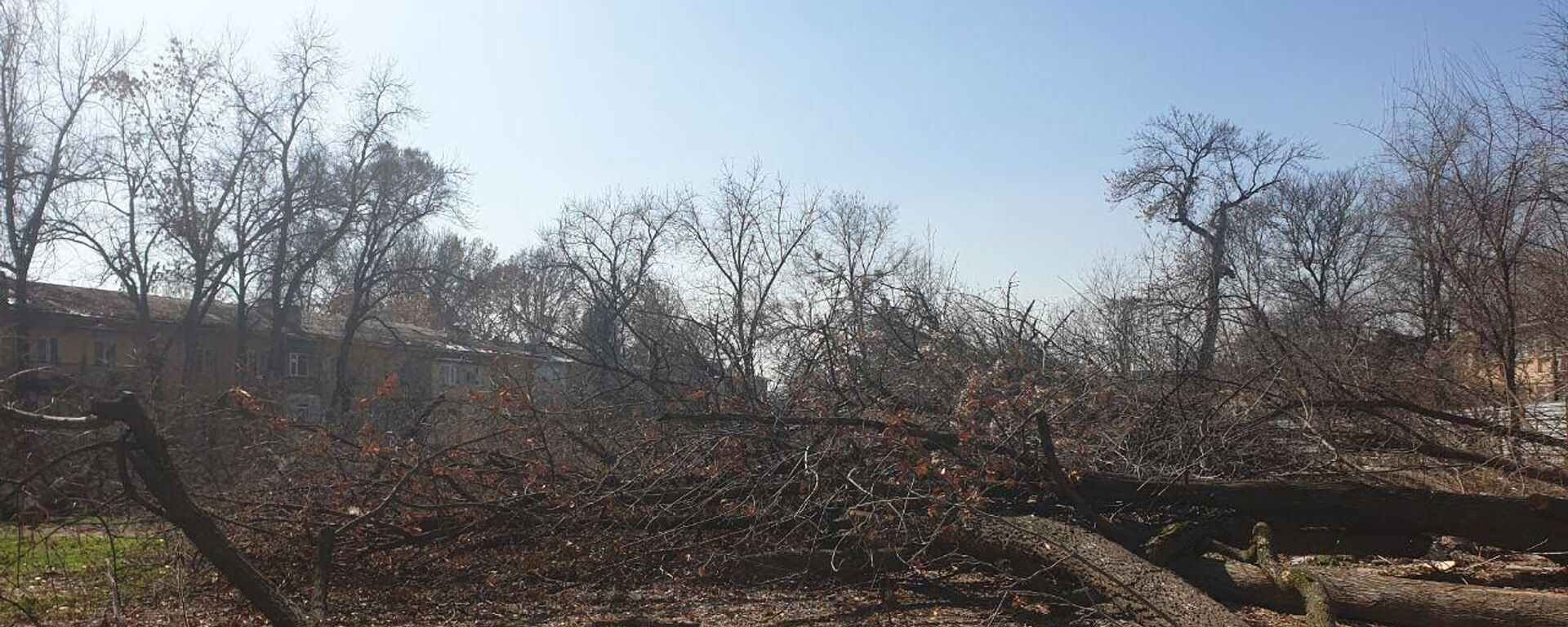 Незаконная вырубка деревьев в Яккасарайскм районе Ташкента - Sputnik Узбекистан, 1920, 31.01.2021