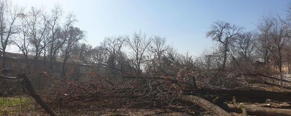 Незаконная вырубка деревьев в Яккасарайскм районе Ташкента - Sputnik Узбекистан