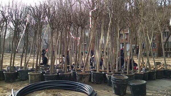 В Ташкенте на месте вырубленной рощи начали высаживать новые деревья - Sputnik Ўзбекистон
