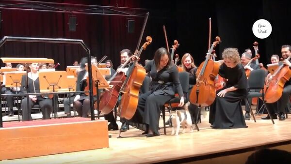 Naughty cat disrupts live orchestra concert and steals the show - Sputnik Узбекистан