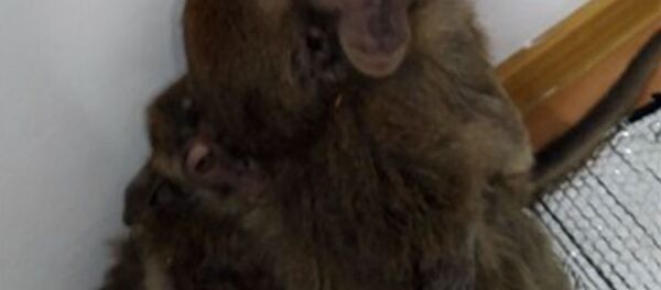 Obezyani, kotorix pitalis perevezti cherez granitsu - Sputnik O‘zbekiston