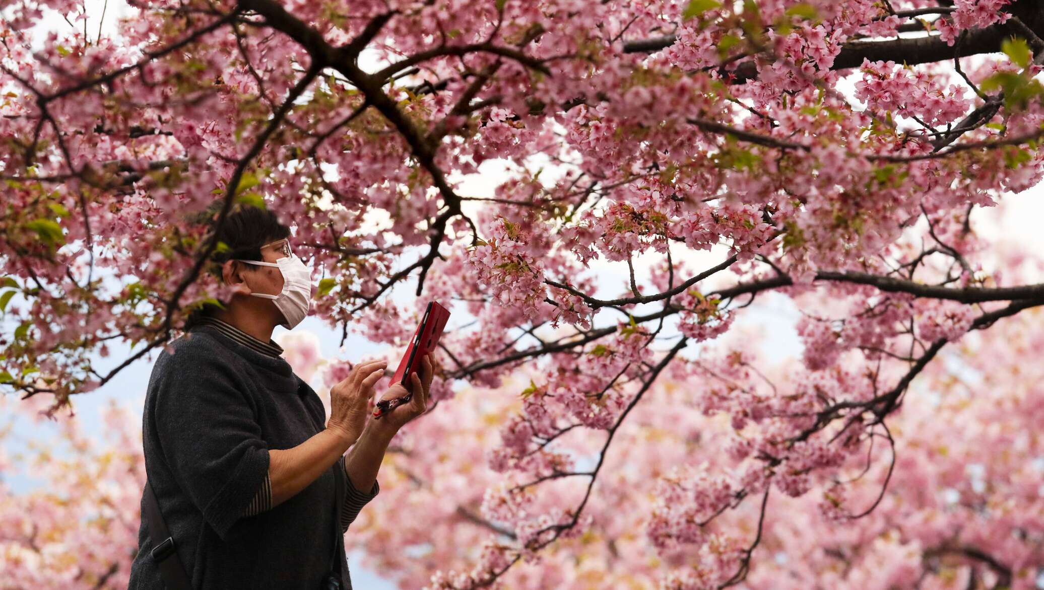 Япония цветение сакуры фото