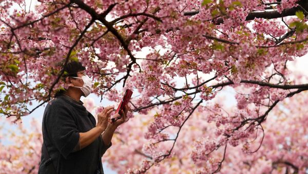 Женщина во время фотографирования цветущей вишни в Японии  - Sputnik Узбекистан