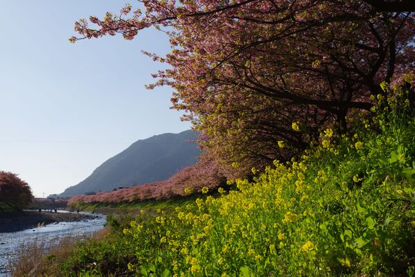 Цветение сакуры и цветы рапса в Японии - Sputnik Узбекистан