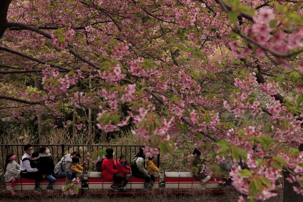 Люди на мини-поезде на фестивале цветения вишни в Японии  - Sputnik Узбекистан