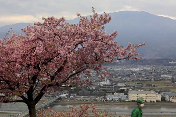 Цветение вишни в Японии  - Sputnik Узбекистан