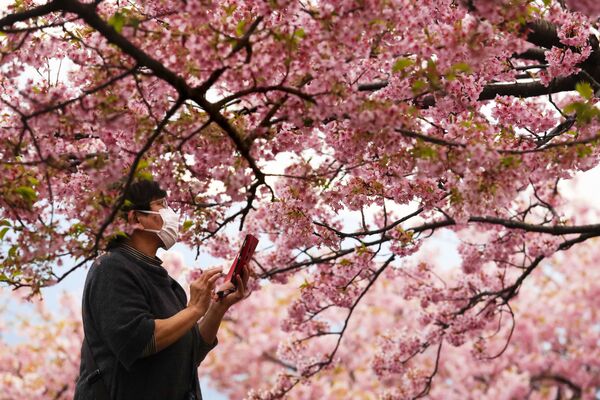 Женщина во время фотографирования цветущей вишни в Японии  - Sputnik Узбекистан