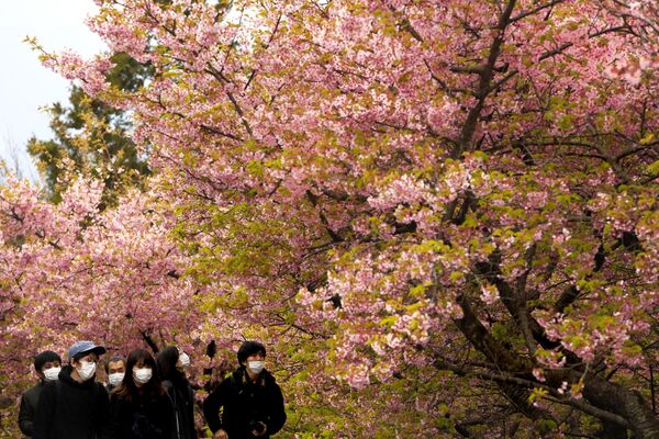 Люди в масках на фестивале цветущей вишни в Японии  - Sputnik Узбекистан