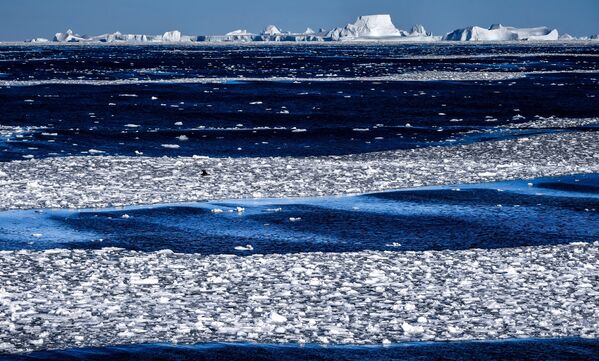 Вид на шельфовый ледник Уилкинса с борта корабля Адмирал Владимирский во время плавания к антарктической станции Беллинсгаузен - Sputnik Узбекистан