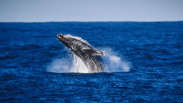Горбатый кит в районе острова Аделейд  - Sputnik Ўзбекистон
