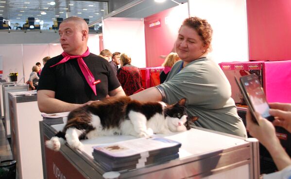 Выставка кошек Кэтсбург 2020 в Москве 7 марта - Sputnik Узбекистан