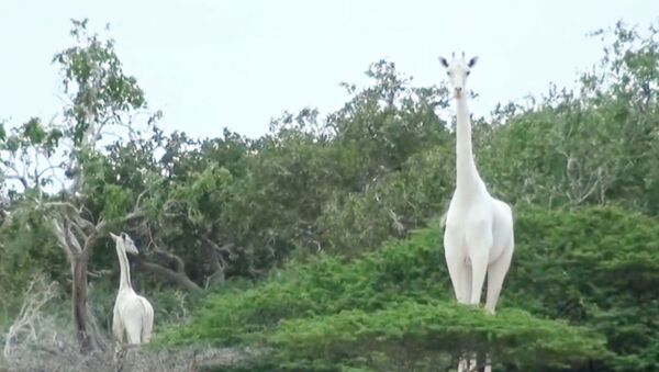 Самки белого жирафа и ее детеныш в заповеднике в кенийском округе Гарисса - Sputnik Ўзбекистон