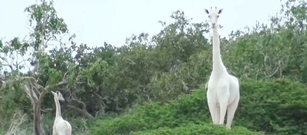 Самки белого жирафа и ее детеныш в заповеднике в кенийском округе Гарисса - Sputnik Ўзбекистон