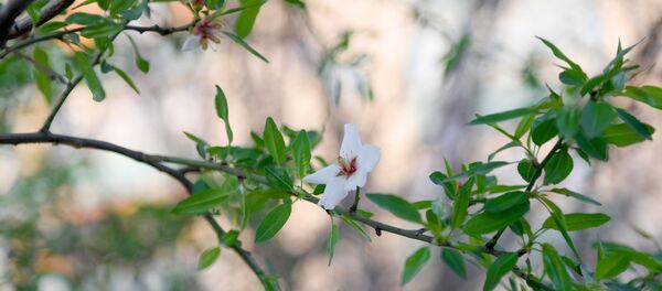 Весна в Ташкенте - Sputnik Узбекистан