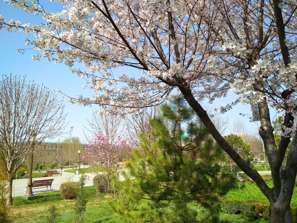 Весна в Ташкенте - Sputnik Узбекистан