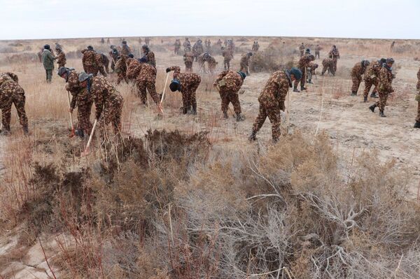 Спасем Арал вместе – море зелени и оазисы из роз - Sputnik Узбекистан