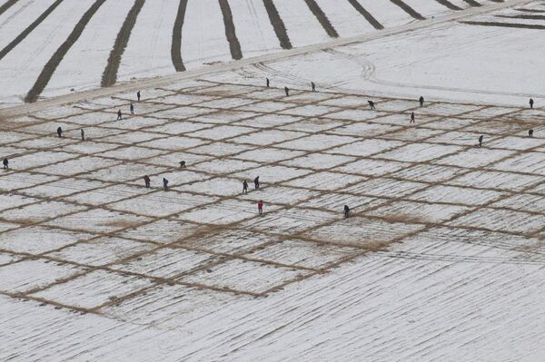 Спасем Арал вместе – море зелени и оазисы из роз - Sputnik Узбекистан