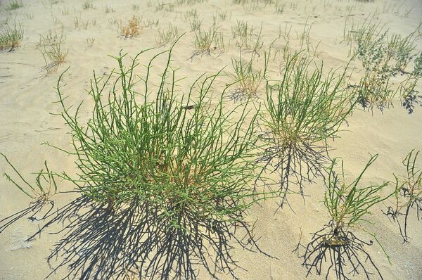 Спасем Арал вместе – море зелени и оазисы из роз - Sputnik Узбекистан