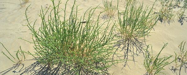 Работы по озеленению высохшего дна Аральского моря  - Sputnik Узбекистан