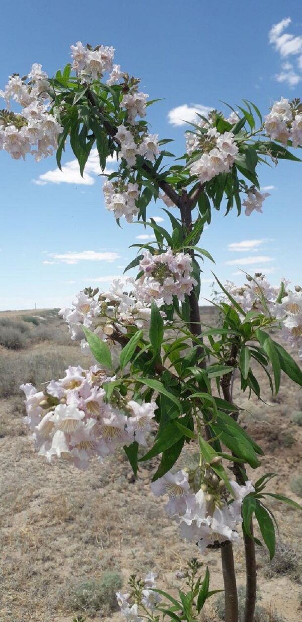 Спасем Арал вместе – море зелени и оазисы из роз - Sputnik Узбекистан