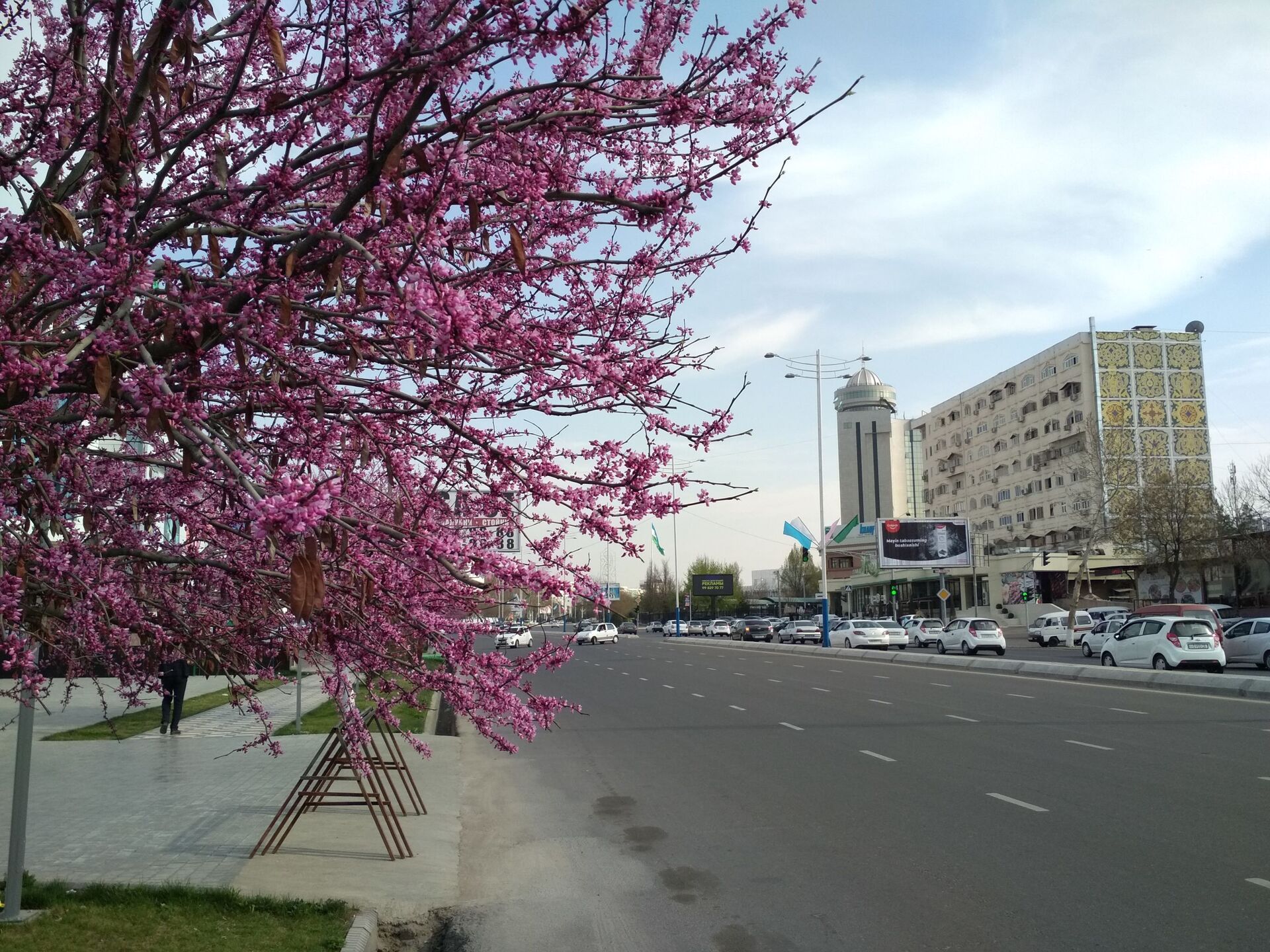 Ташкент цветет. Весенний Ташкент 2020. Узбекистан Ташкент весной.