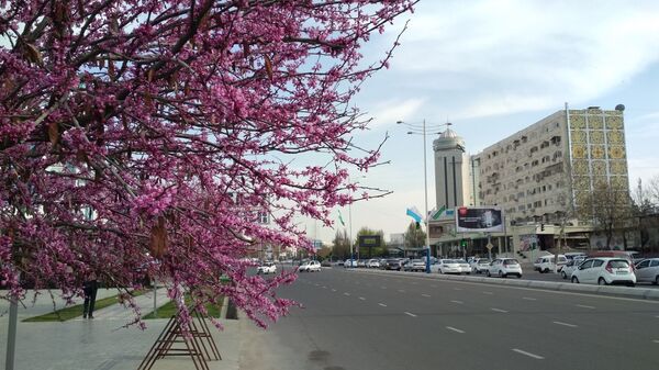 Весна в Ташкенте - Sputnik Ўзбекистон