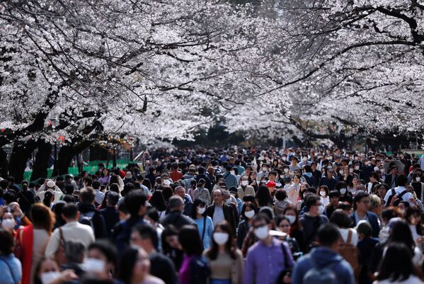 Посетители парка Ueno  во время цветения вишни в Японии  - Sputnik Узбекистан