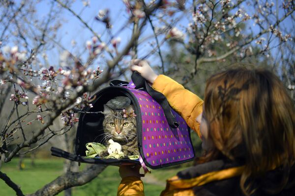 Кошка на фоне цветущей вишни в Румынии  - Sputnik Узбекистан