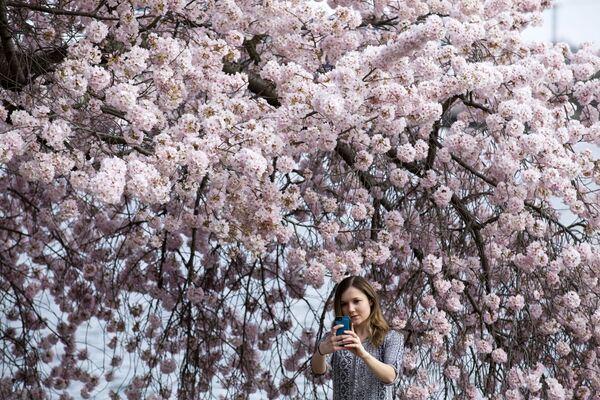 Девушка фотографируется на фоне цветущей вишни в Вашингтоне  - Sputnik Узбекистан
