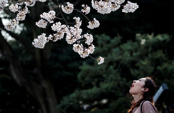 Женщина позирует на фоне цветущей вишни в  Токио  - Sputnik Узбекистан