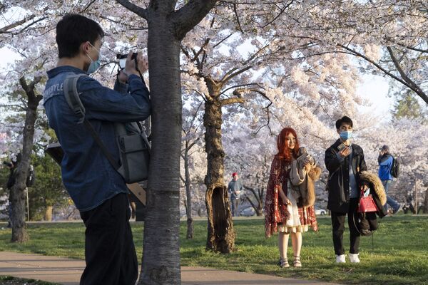 Посетители фотографируются на фоне цветущей вишни в Вашингтоне  - Sputnik Узбекистан