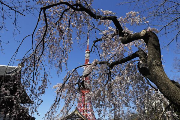 Телевизионная башня Токио в обрамлении цветущей вишни  - Sputnik Узбекистан