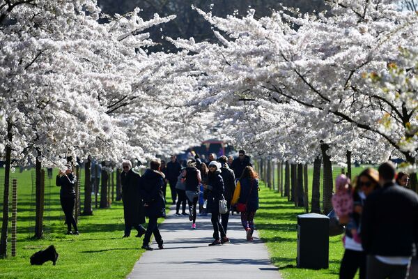Посетители парка Баттерсея во время цветения вишни в Лондоне  - Sputnik Узбекистан