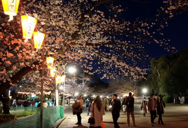 Посетители парка Ueno  гуляют во время  цветения вишни в Токио  - Sputnik Узбекистан