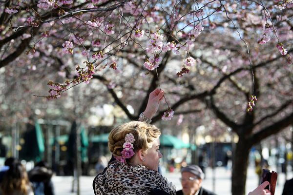 Девушка фотографируется среди цветущей вишни в Стокгольме  - Sputnik Узбекистан