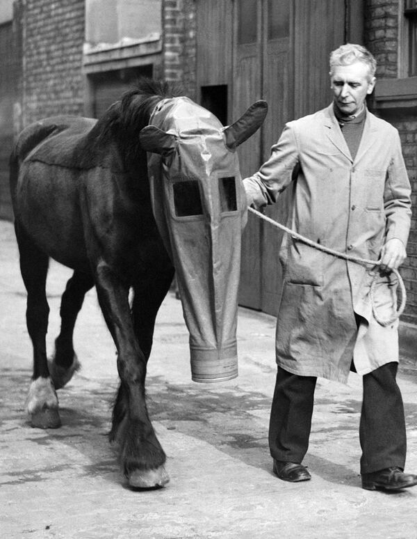 Противогаз для лошадей в качестве защиты от газовой атаки, Лондон, 1940 год - Sputnik Узбекистан