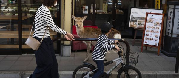 Олень у магазина в городе Нара, Япония  Олень у магазина в городе Нара, Япония  - Sputnik Ўзбекистон