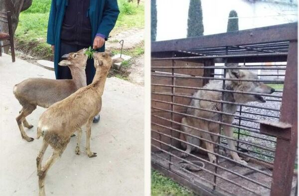 В Сурхандарье двое местных жителей незаконно содержали редких животных - Sputnik Узбекистан