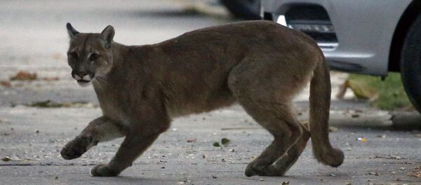 Пума на улице города Сантьягу в Чили  - Sputnik Узбекистан
