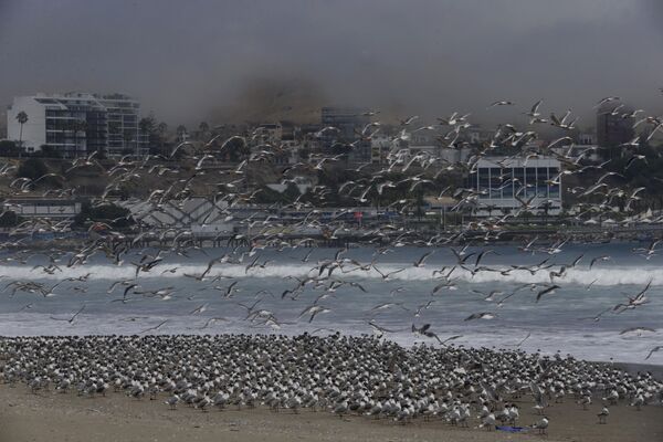 Сотни птиц на пляже Agua Dulce  в Лиме, Перу  - Sputnik Узбекистан