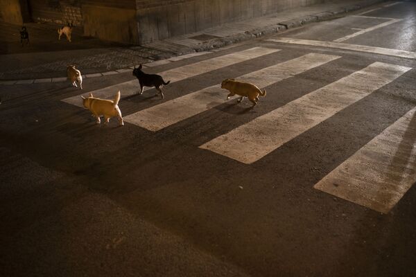 Стая собак на улице Барселоны  - Sputnik Узбекистан