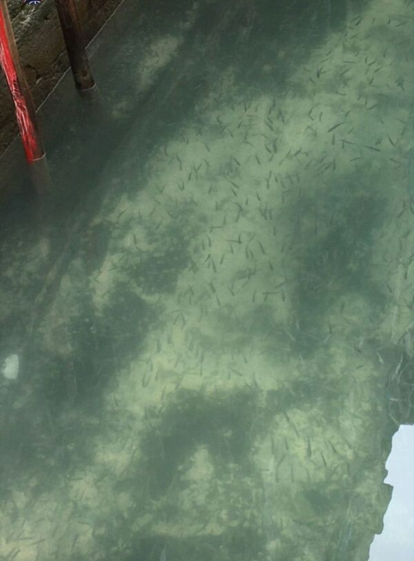 Косяк рыб в чистых водах Венеции  - Sputnik Узбекистан