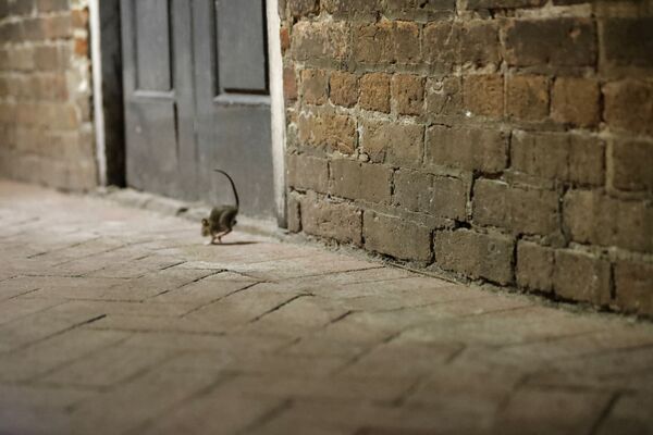 Крыса на пустынной улице в Новом Орлеане  - Sputnik Узбекистан