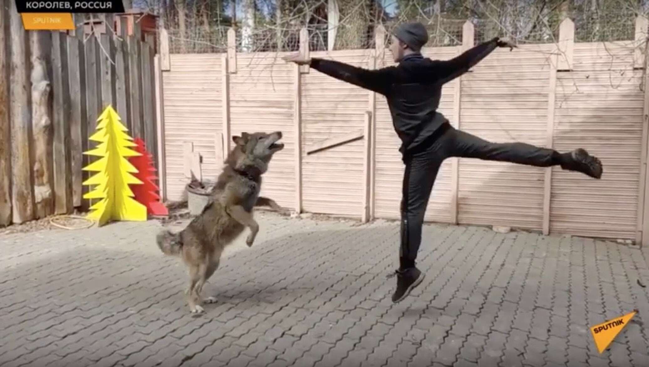 Танцующий волк песня